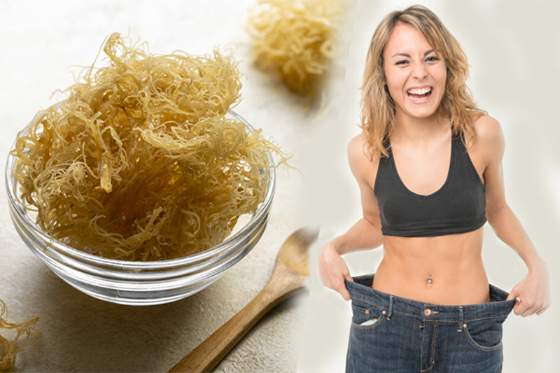 5 Benefits of Sea Moss for Weight Loss