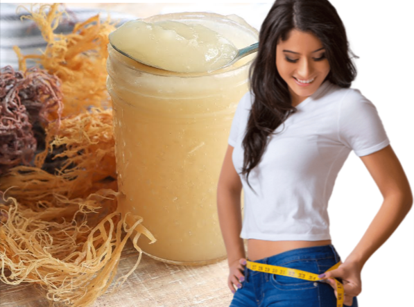 Can I Use Sea Moss For Weight Loss?